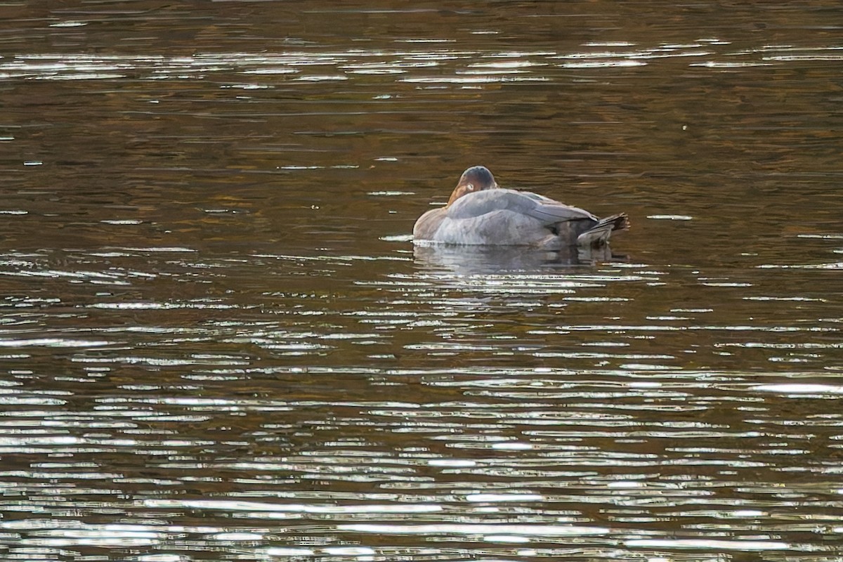 Common Pochard - ML644526329