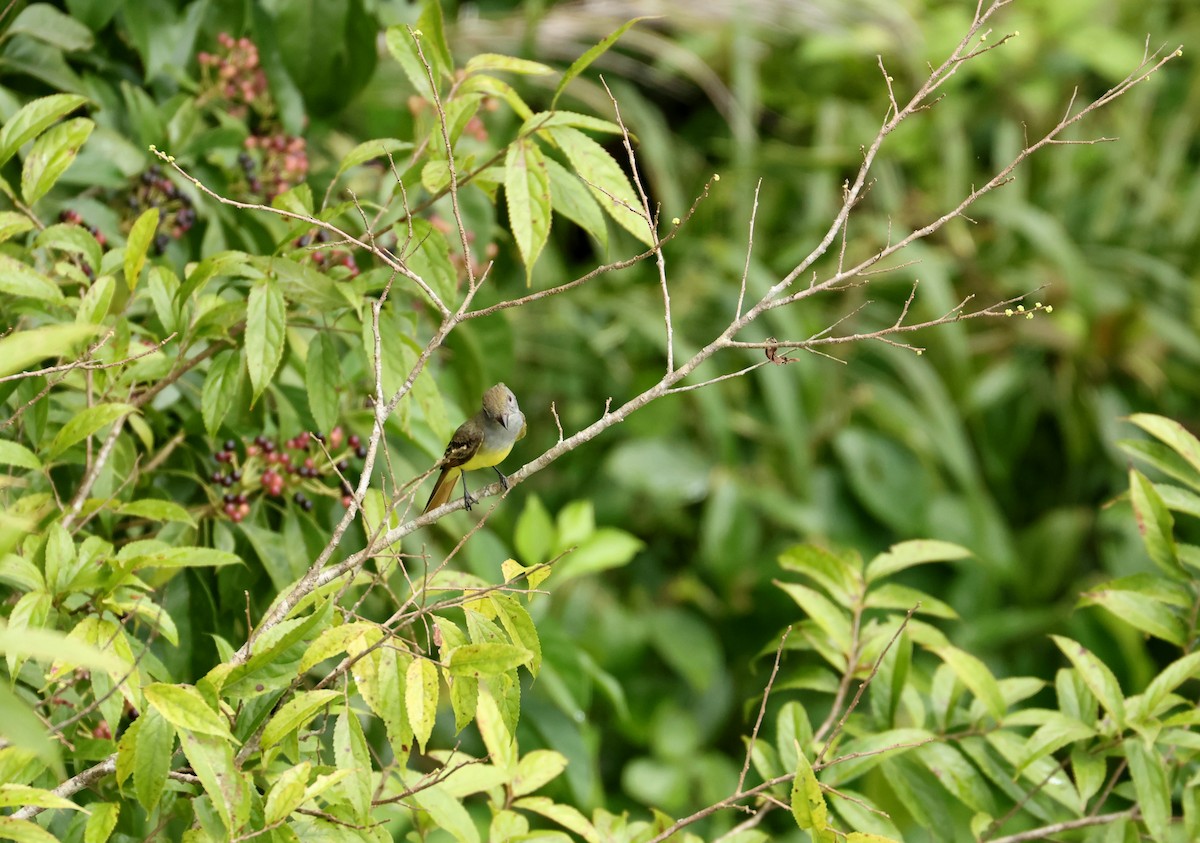 Great Crested Flycatcher - ML644526330