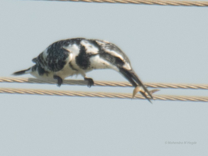 Pied Kingfisher - ML644526332