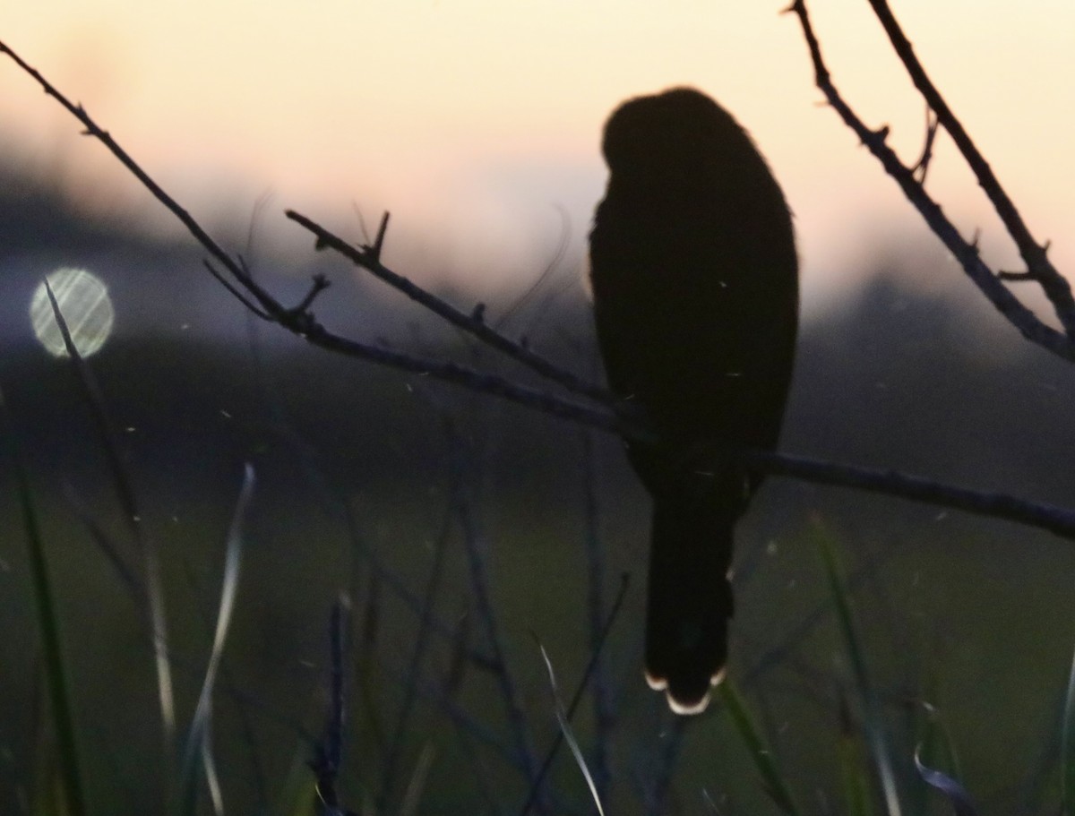 Anhinga - ML644526336