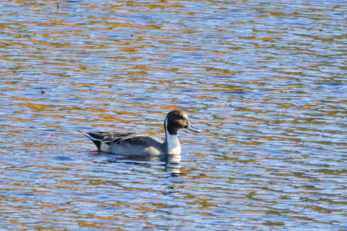 Northern Pintail - ML644526337