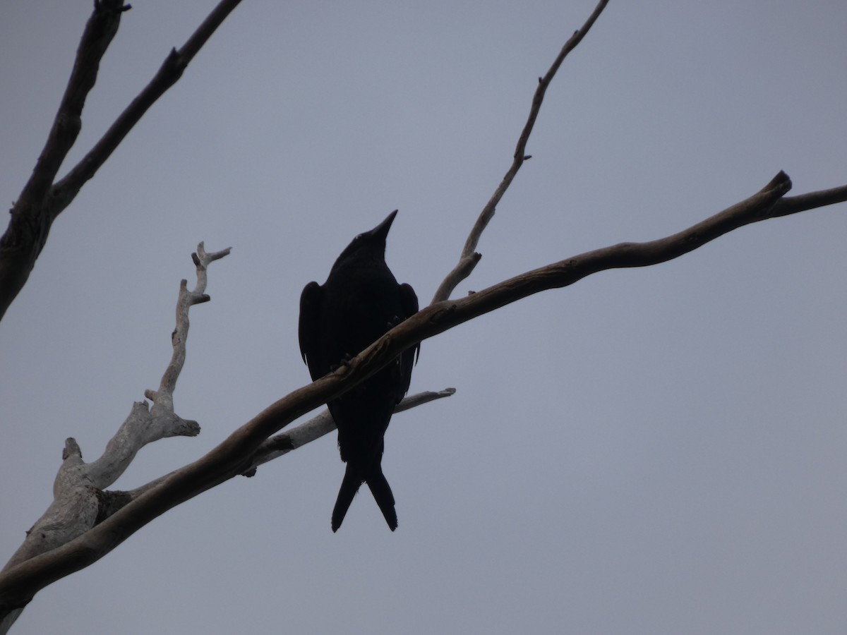 Forest Raven - ML644526339