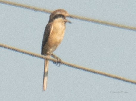 Brown Shrike - ML644526340