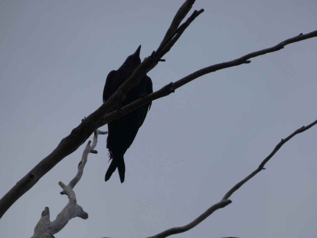 Forest Raven - ML644526341