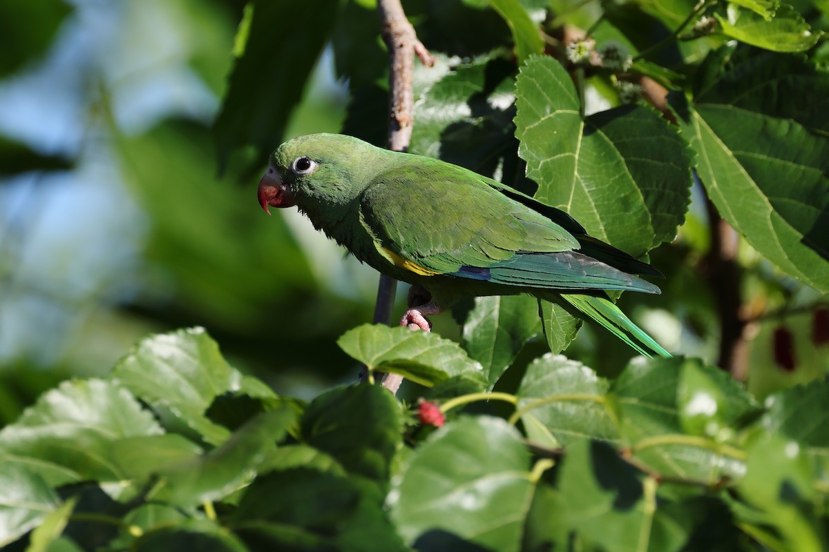 Yellow-chevroned Parakeet - ML644526344