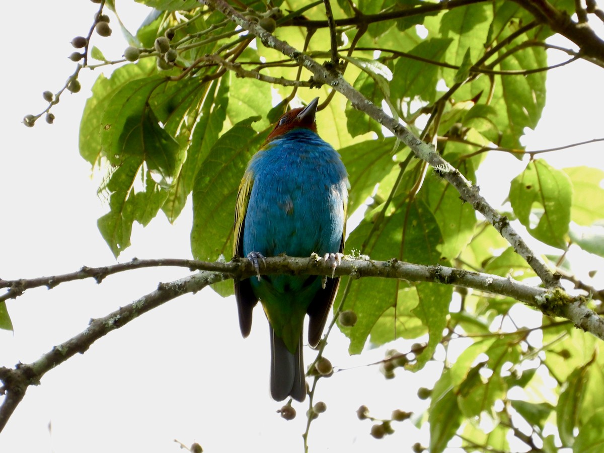 チャガシラフウキンチョウ - ML644526345