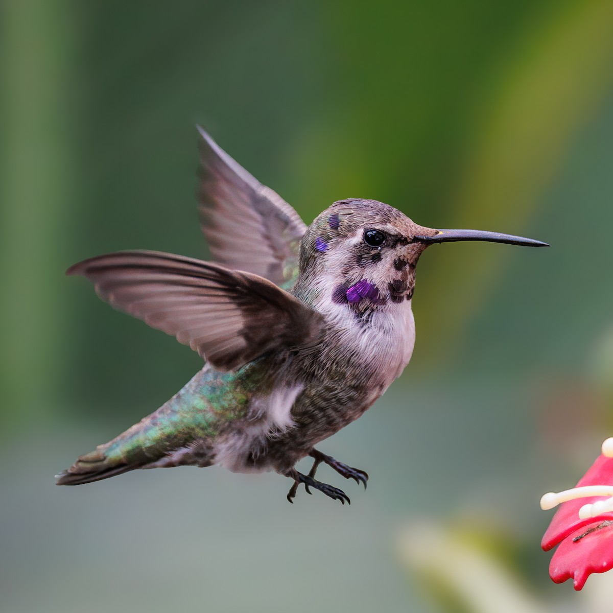 Colibri de Costa - ML644526347