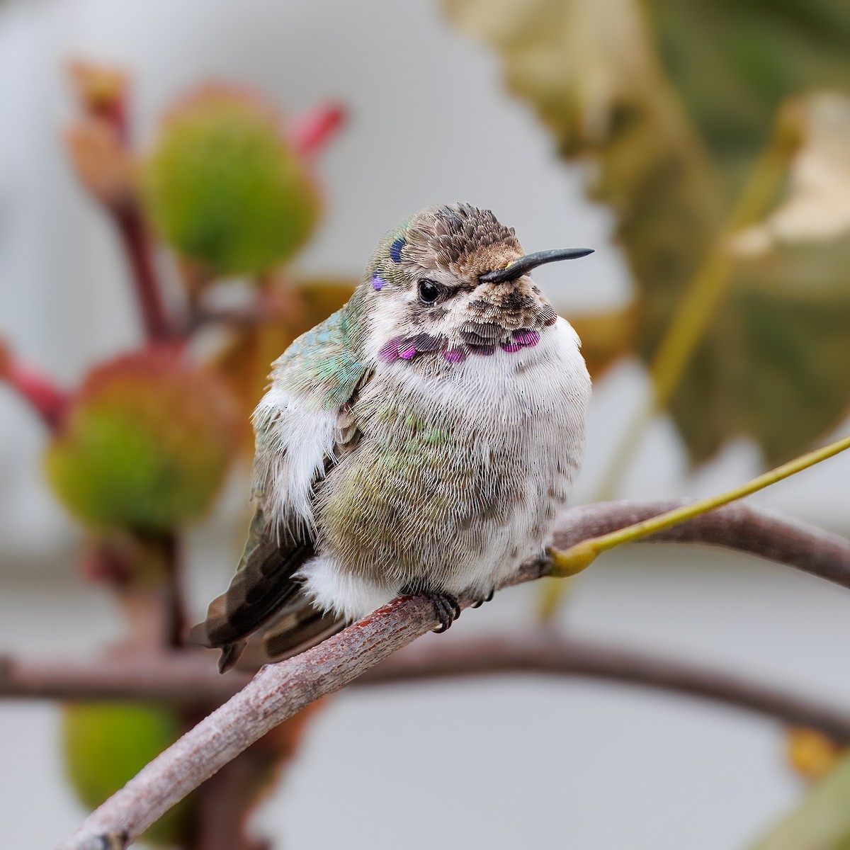 Colibri de Costa - ML644526348