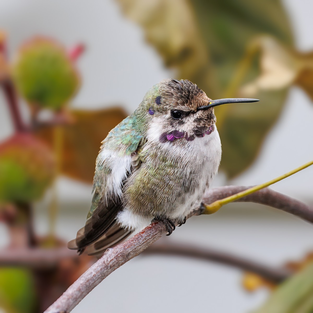 Colibri de Costa - ML644526349