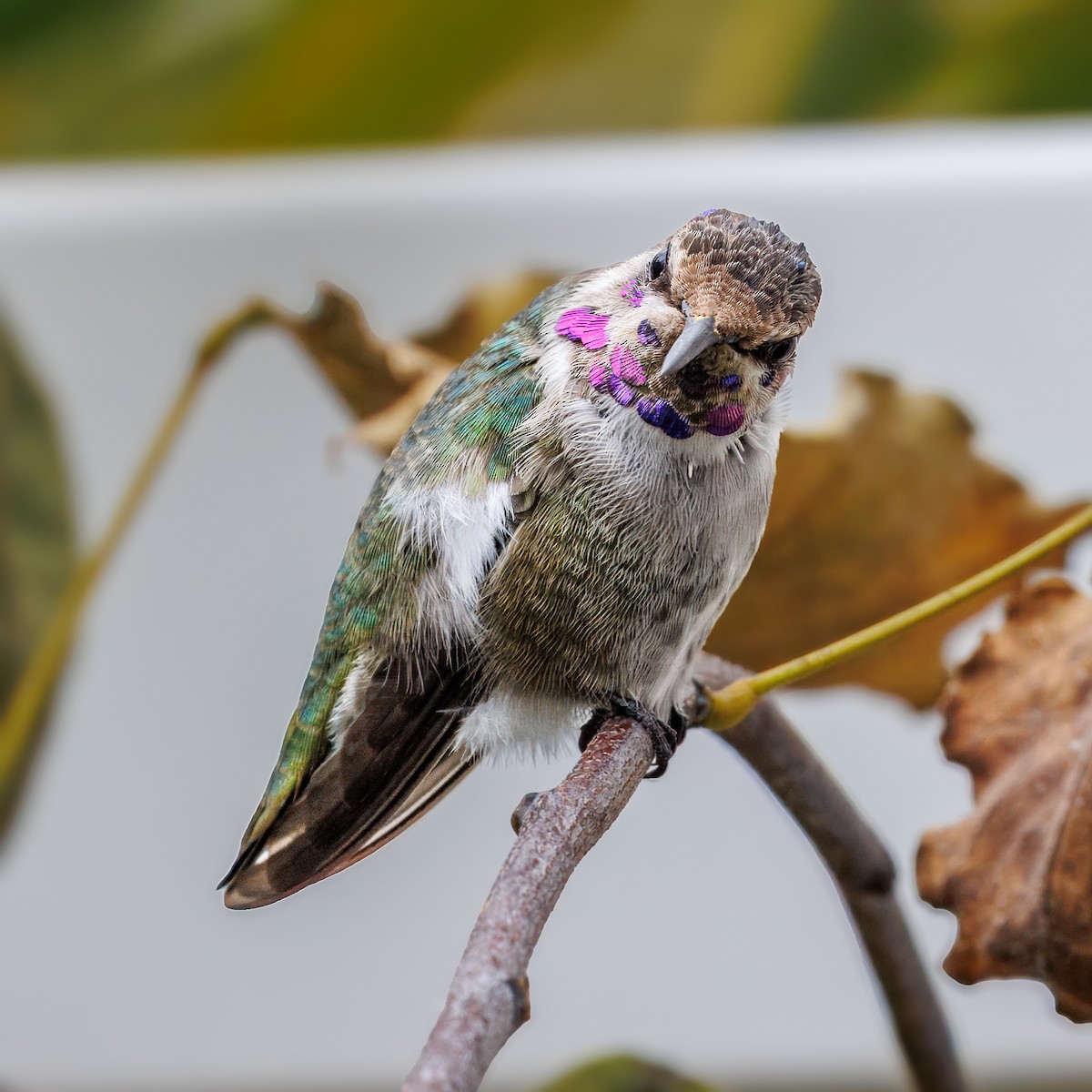 Colibri de Costa - ML644526350