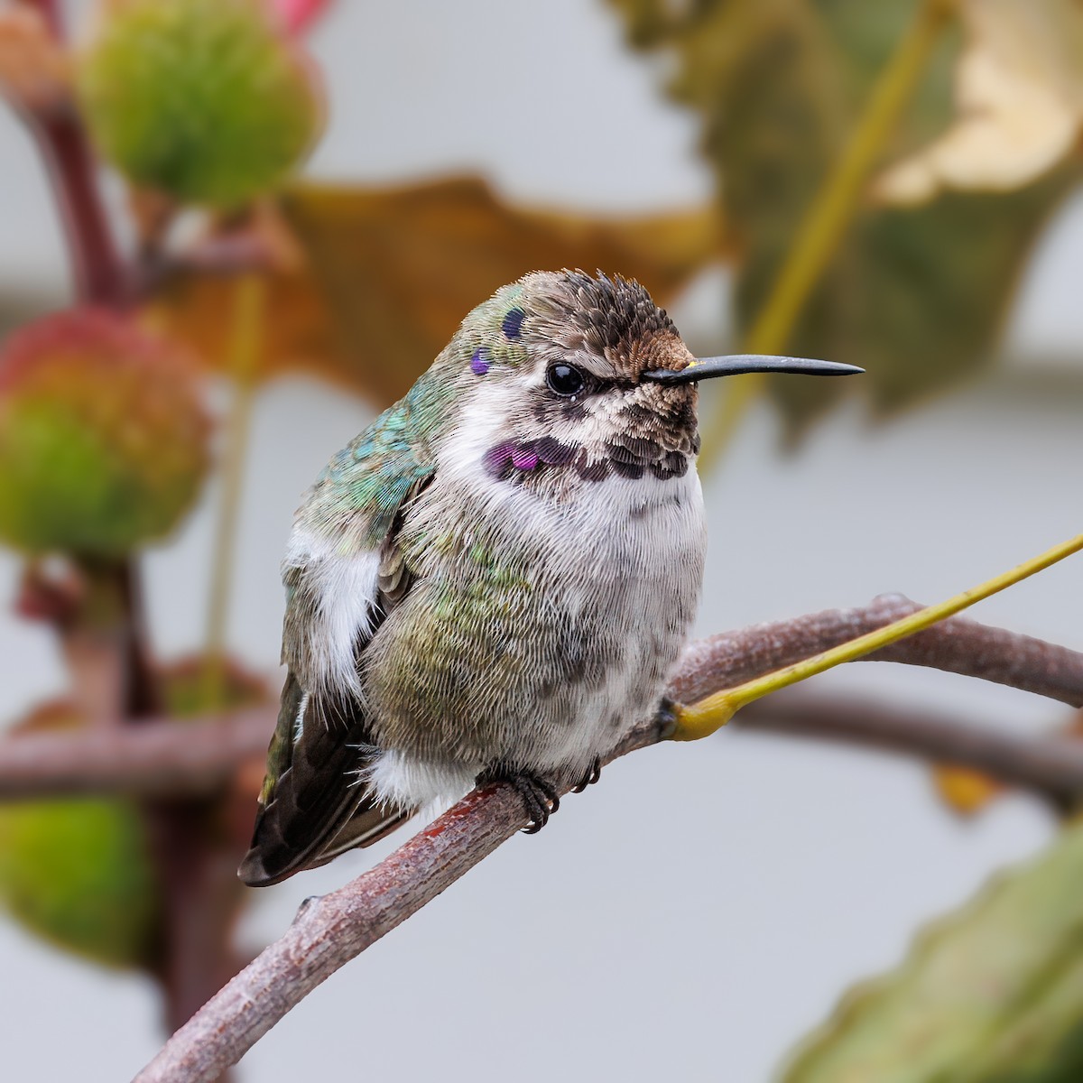 Colibri de Costa - ML644526351