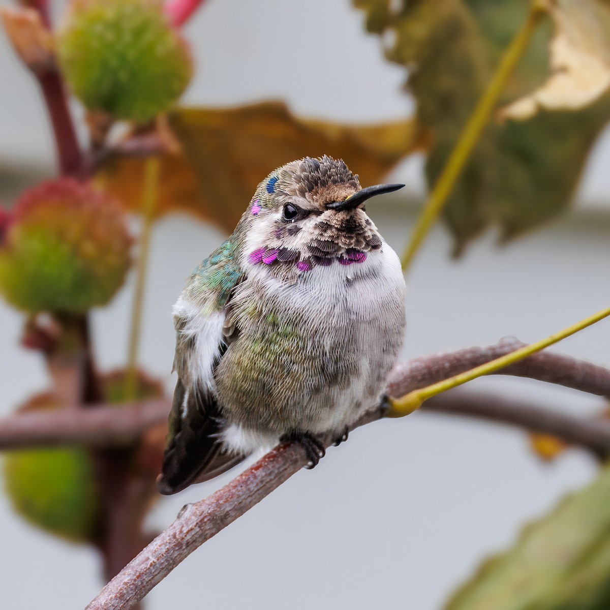 Colibri de Costa - ML644526352