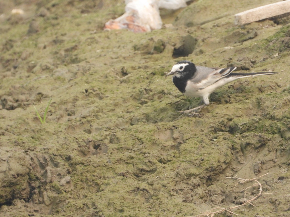 Bachstelze - ML644526374