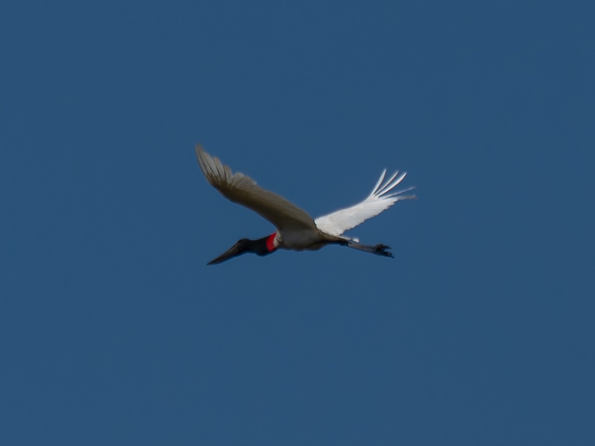 Jabiru - ML644526379