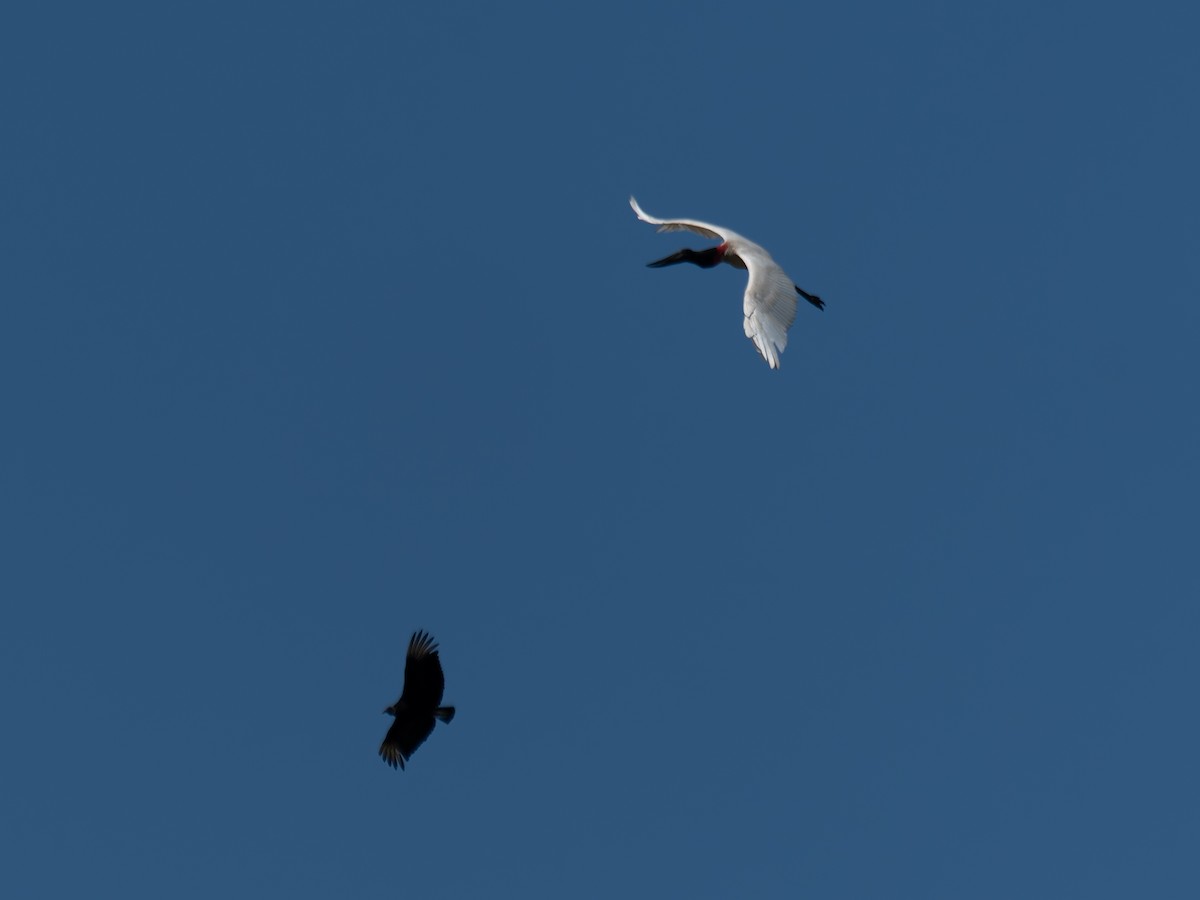 Jabiru - ML644526380