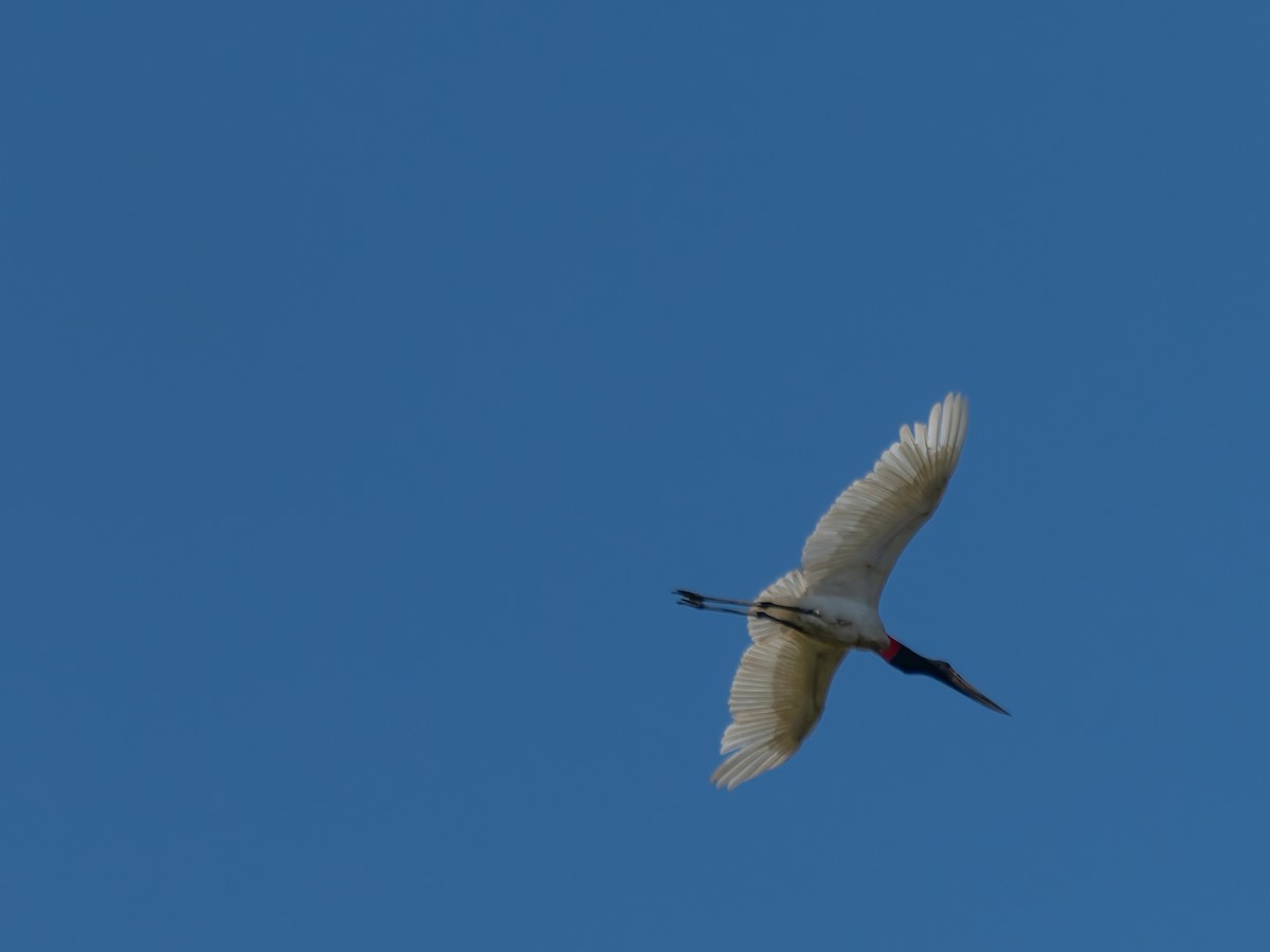 Jabiru - ML644526381