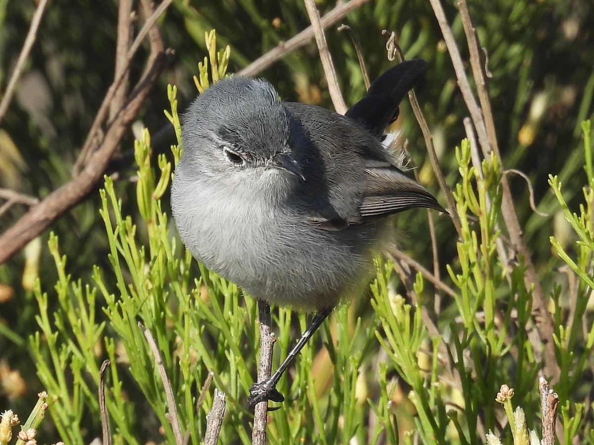 カリフォルニアブユムシクイ - ML644526385