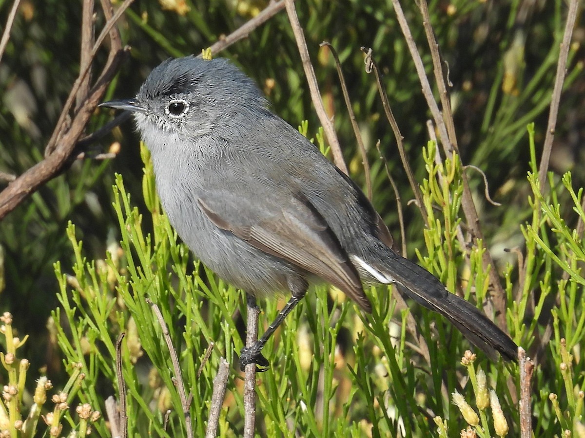 カリフォルニアブユムシクイ - ML644526389