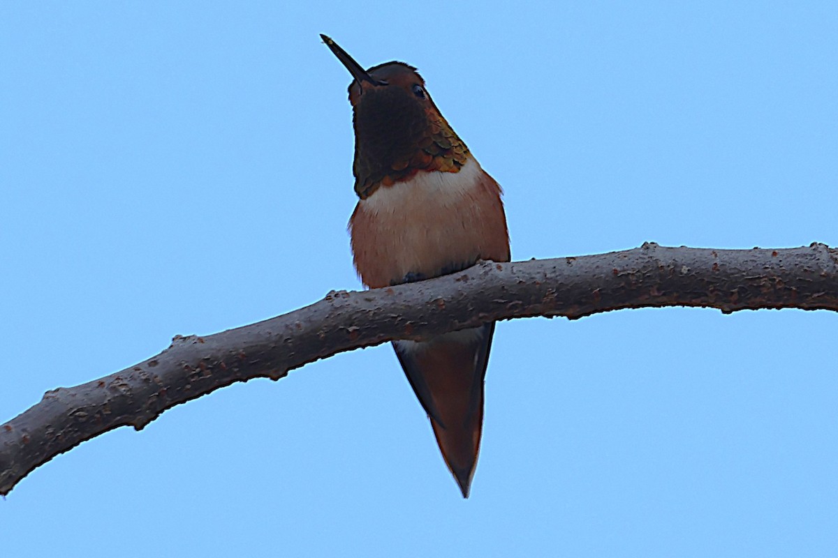 Allen's Hummingbird - ML644526390