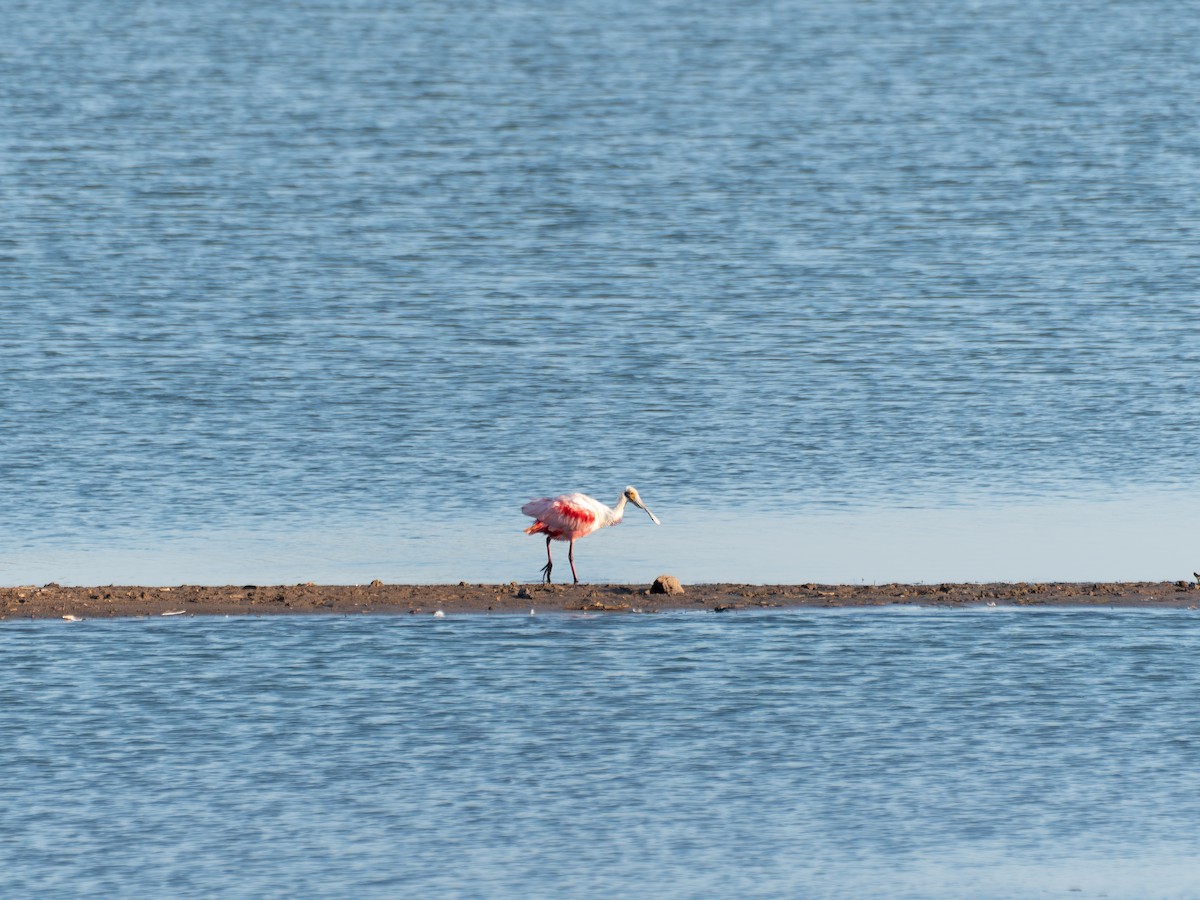Roseate Spoonbill - ML644526391