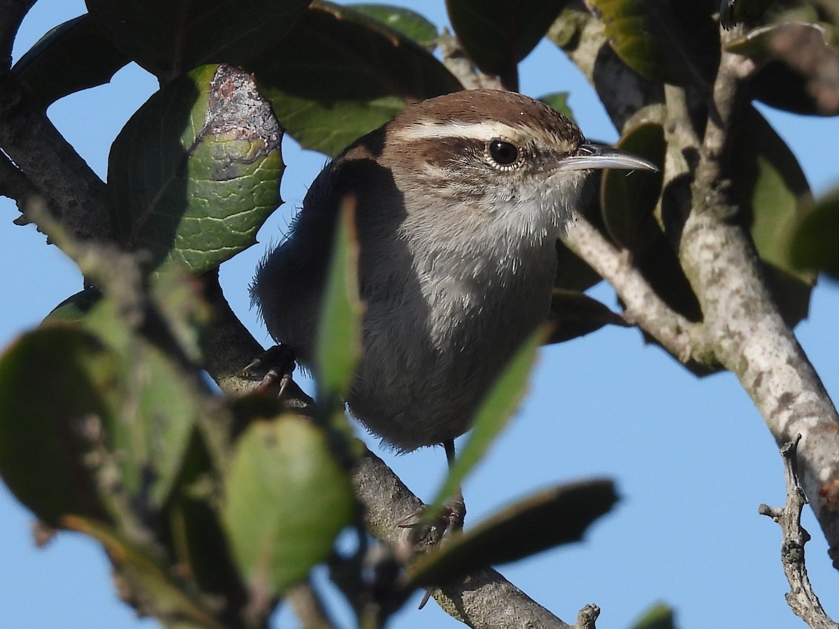 Troglodyte de Bewick - ML644526392