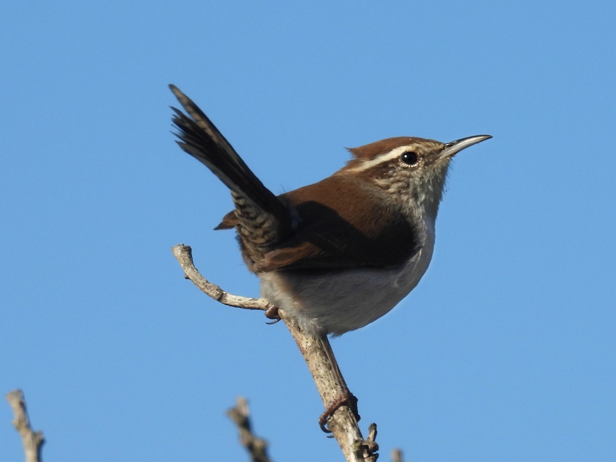 Troglodyte de Bewick - ML644526393