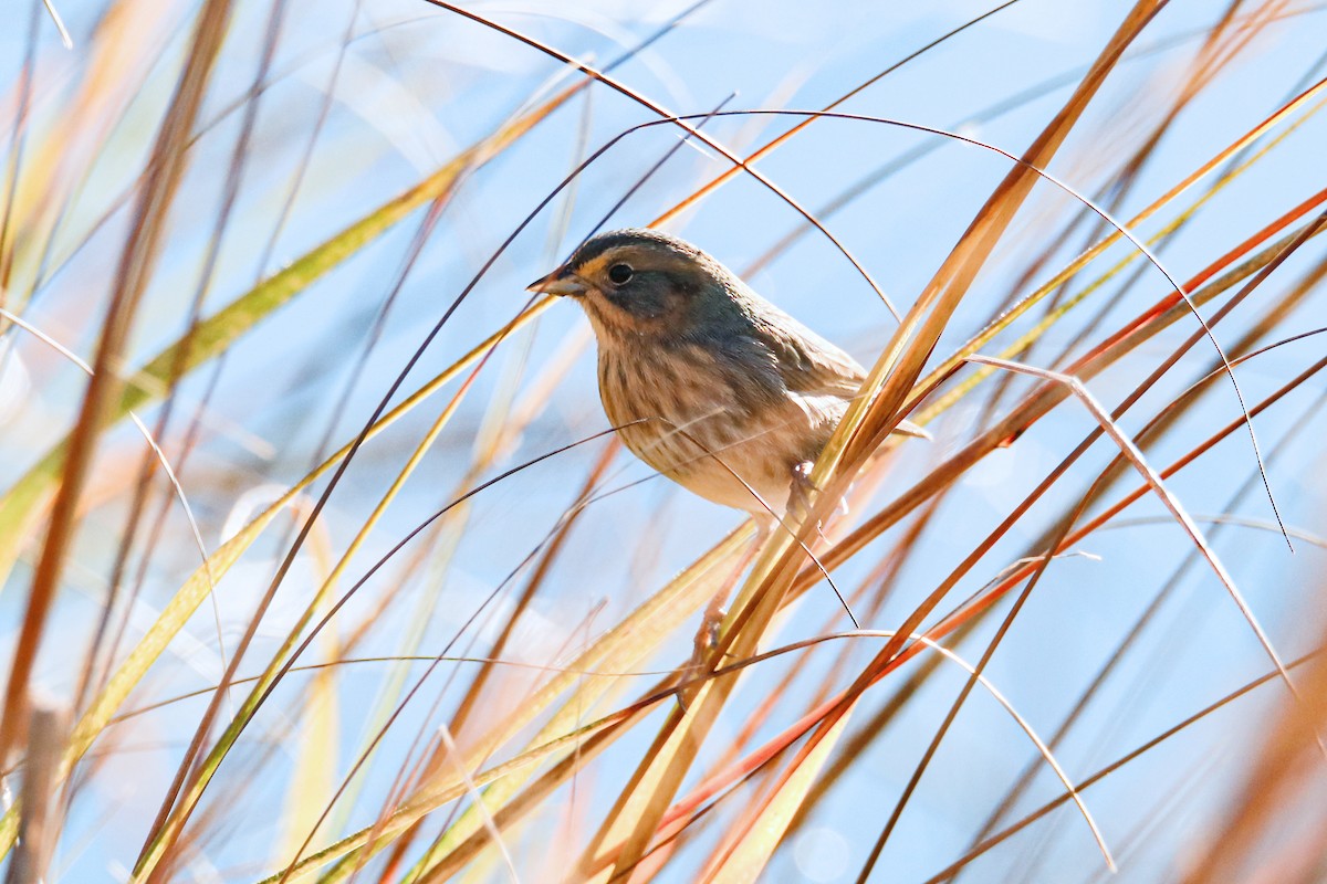 Seaside Sparrow - ML644526406