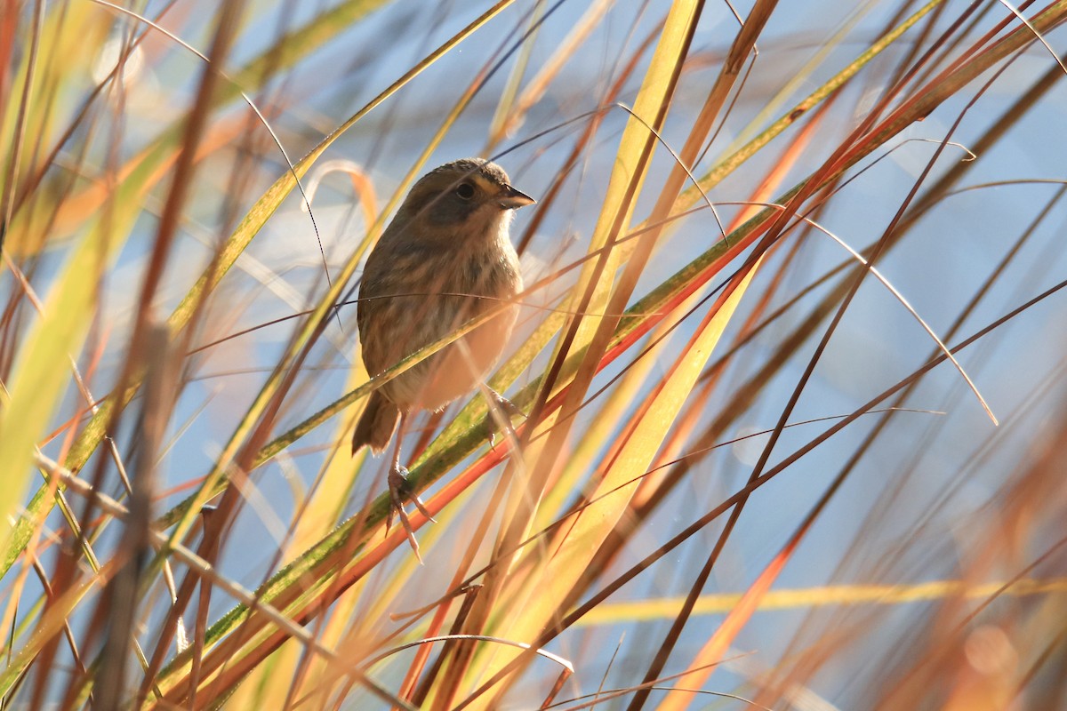 Seaside Sparrow - ML644526407