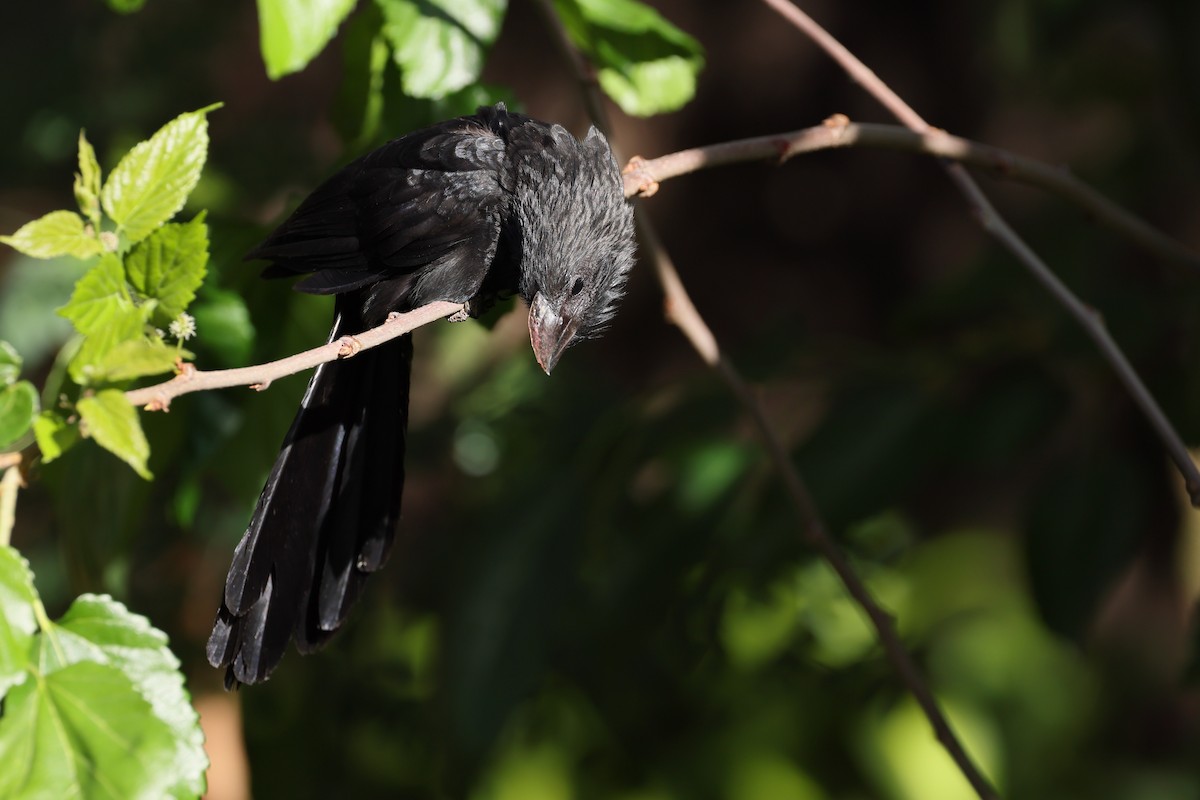 Düz Gagalı Ani - ML644526411