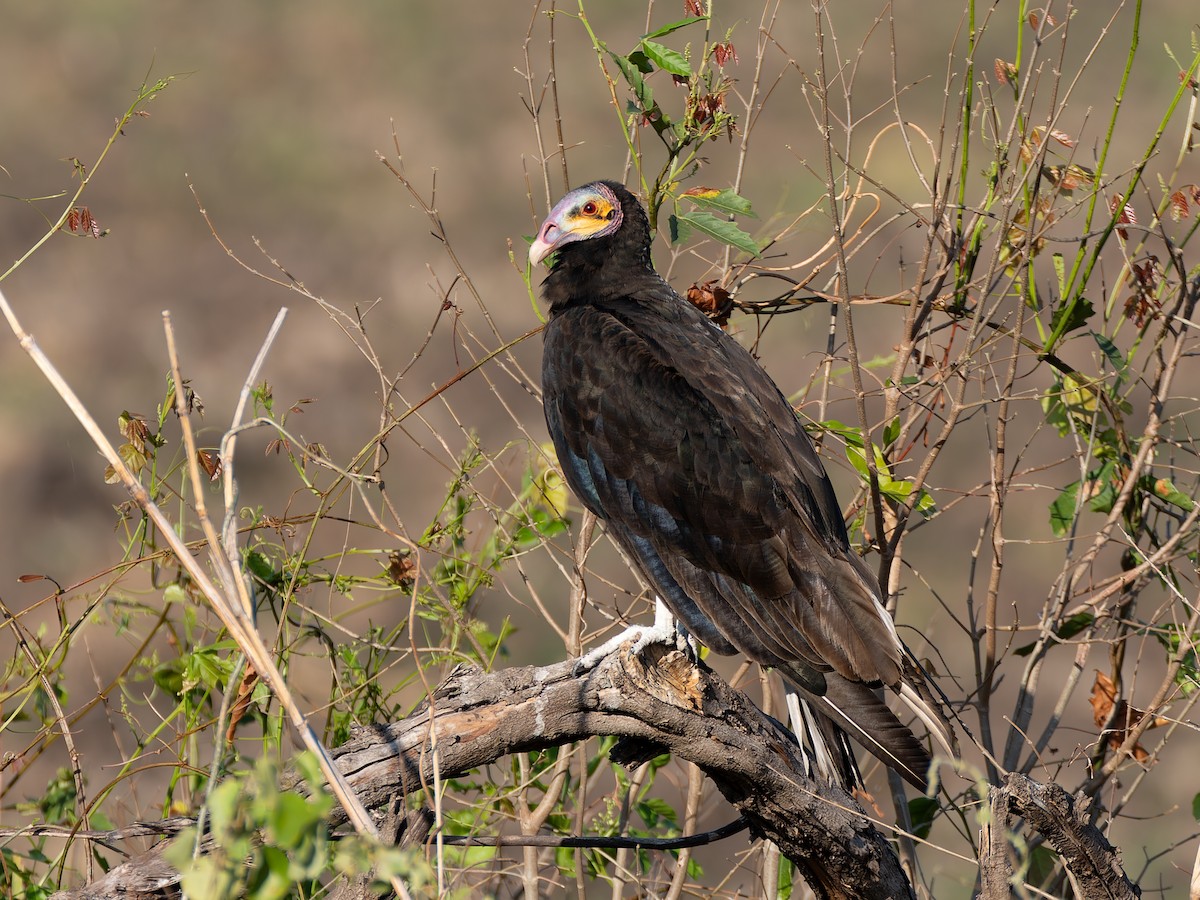 Küçük Sarı Başlı Akbaba - ML644526419