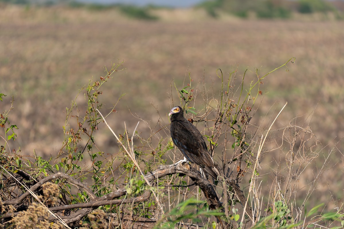 Küçük Sarı Başlı Akbaba - ML644526420