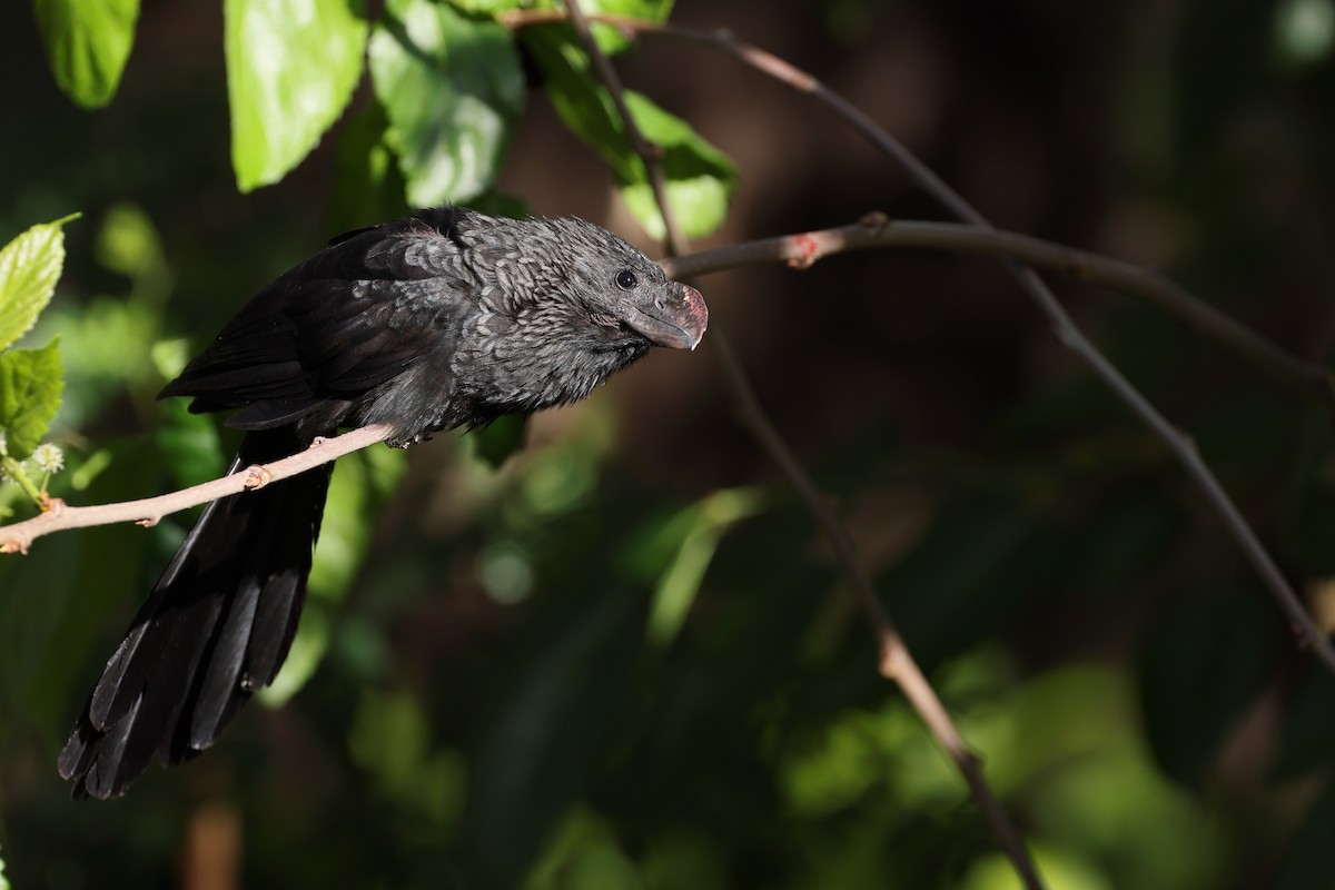 Düz Gagalı Ani - ML644526422