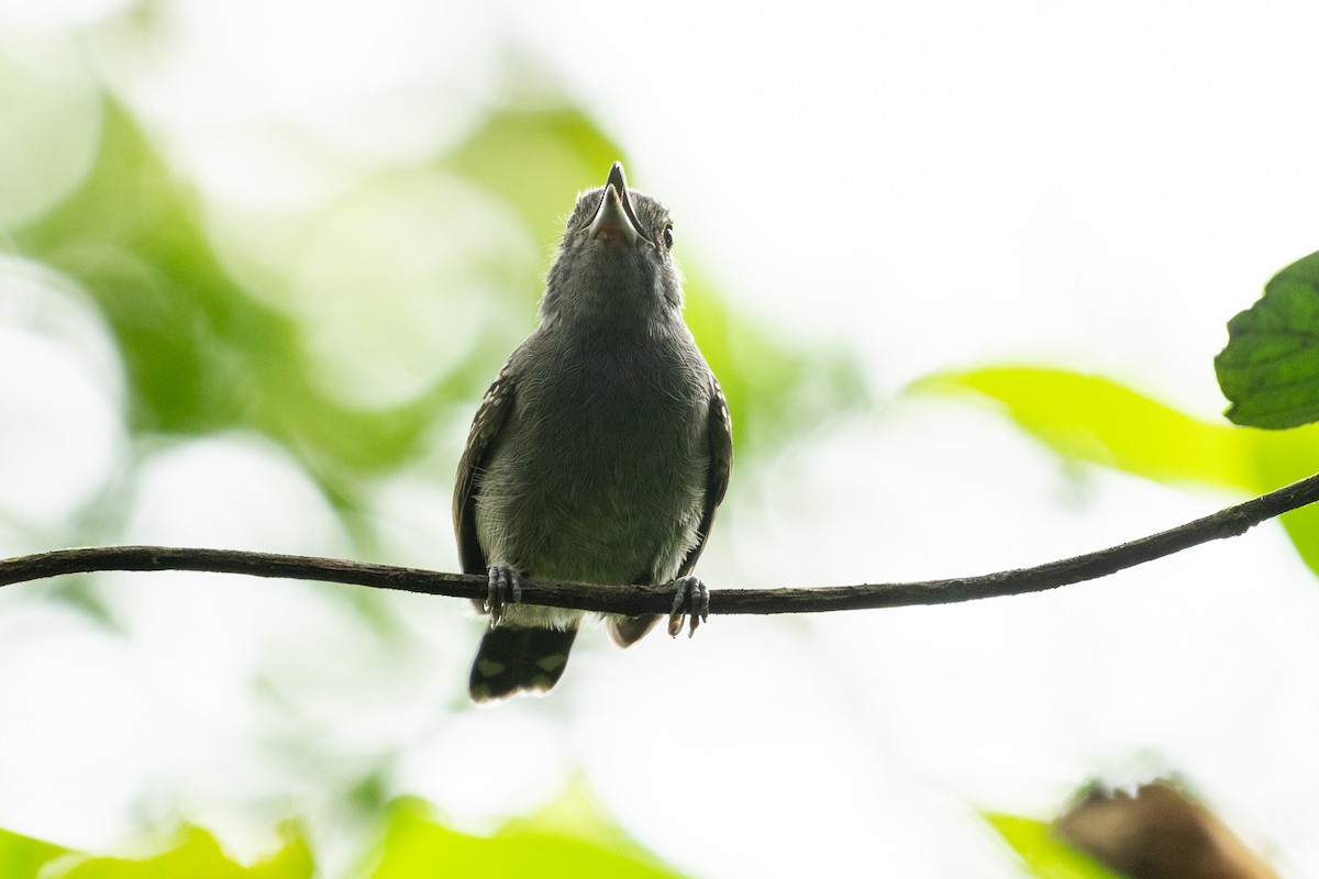 Kara Tepeli Gri Karıncaavcısı - ML644526423