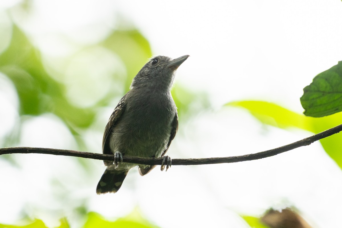 Kara Tepeli Gri Karıncaavcısı - ML644526424