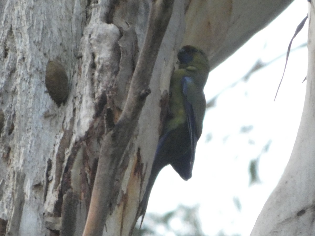 Yeşil Rozella - ML644526427