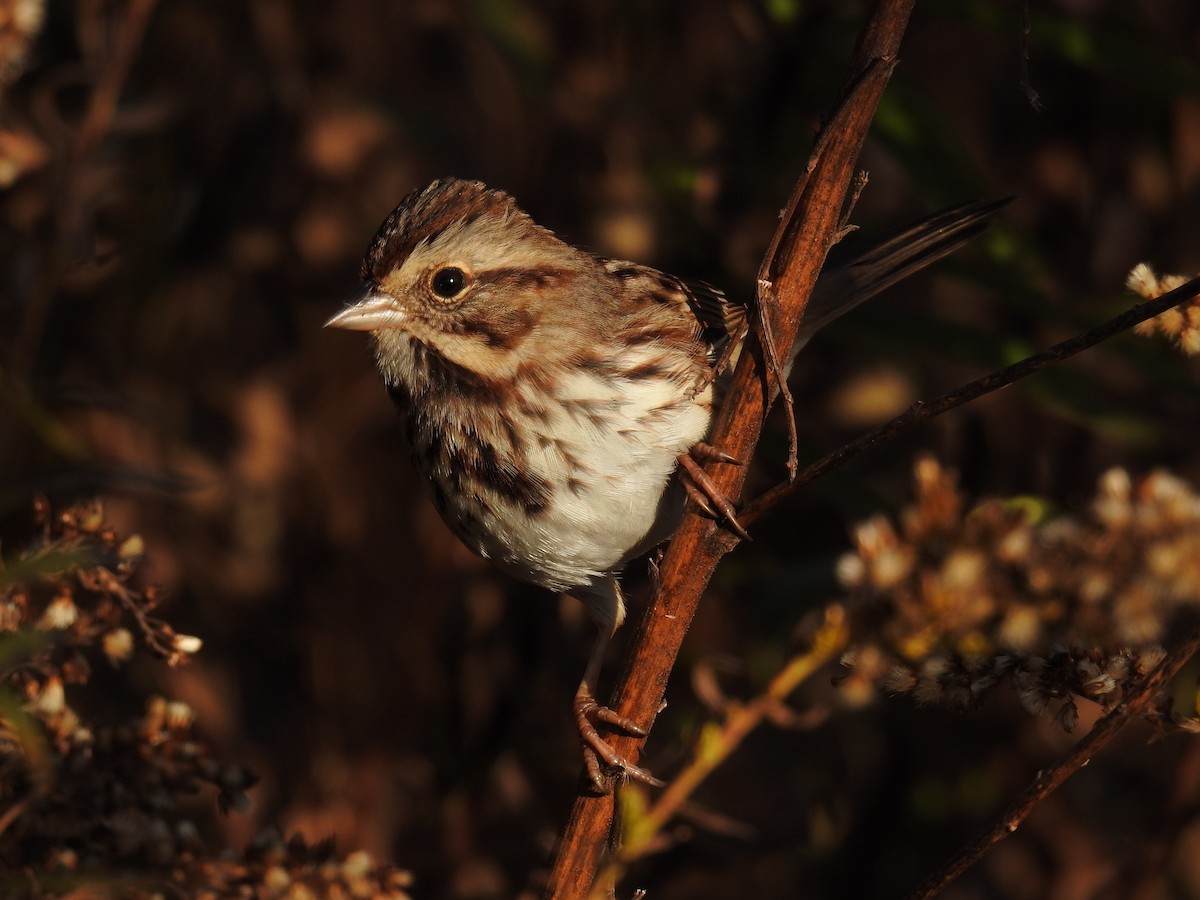 Ötücü Serçe - ML644526429