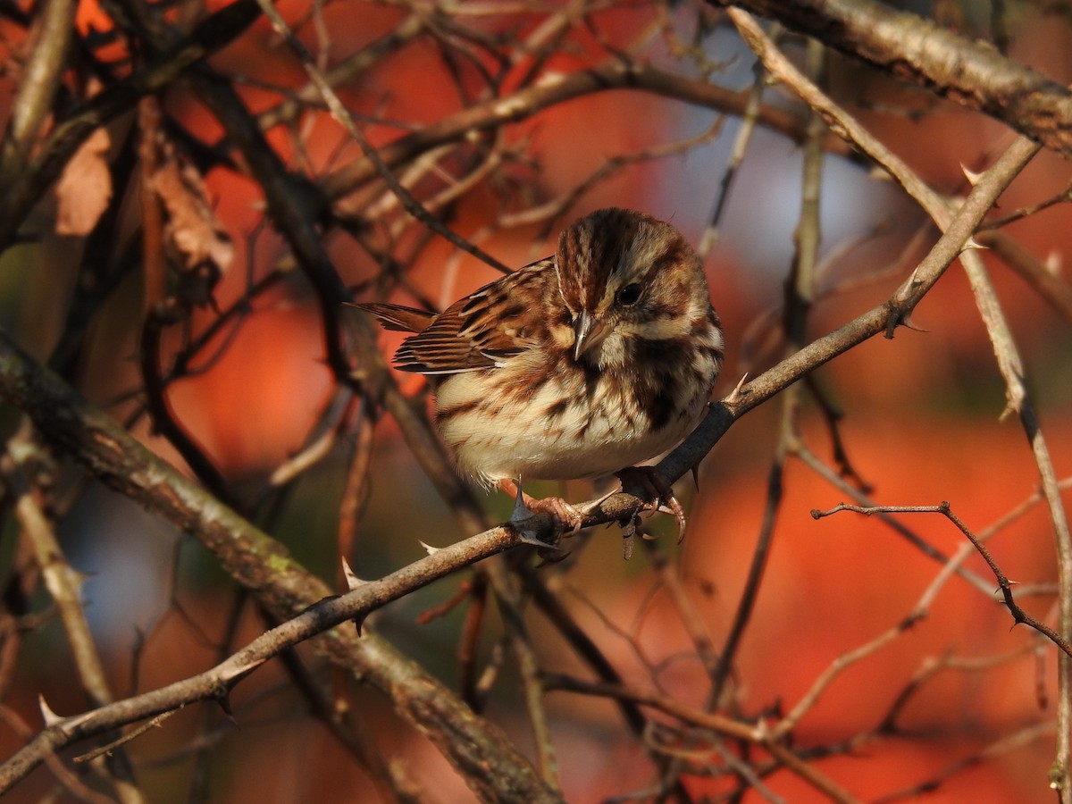 Ötücü Serçe - ML644526430