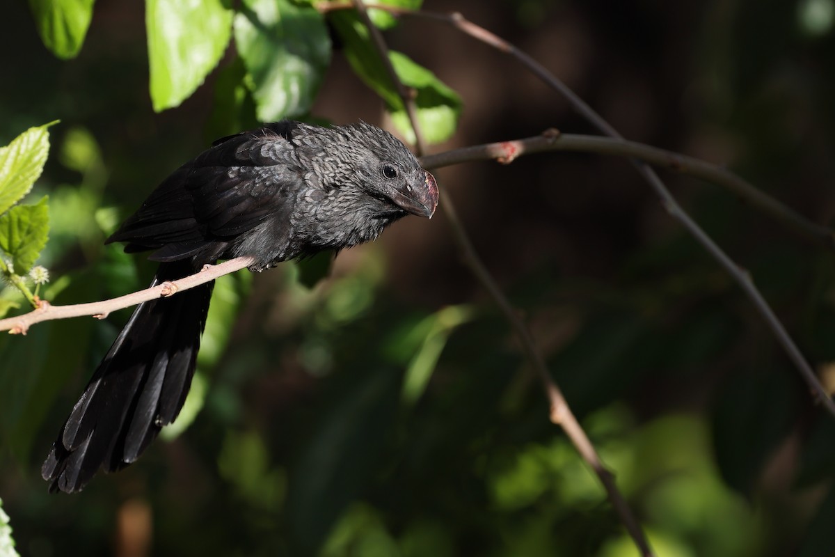 Düz Gagalı Ani - ML644526431