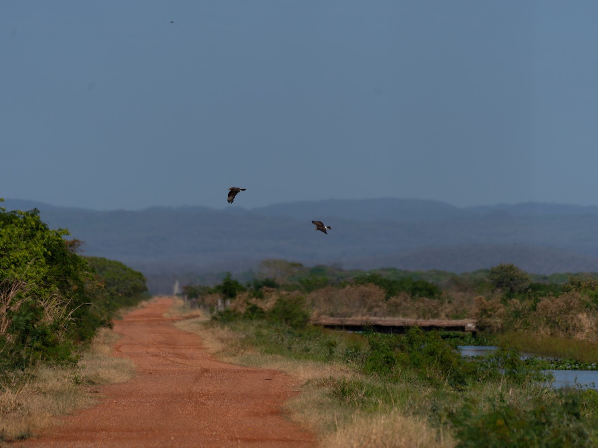 Salyangoz Çaylağı - ML644526434