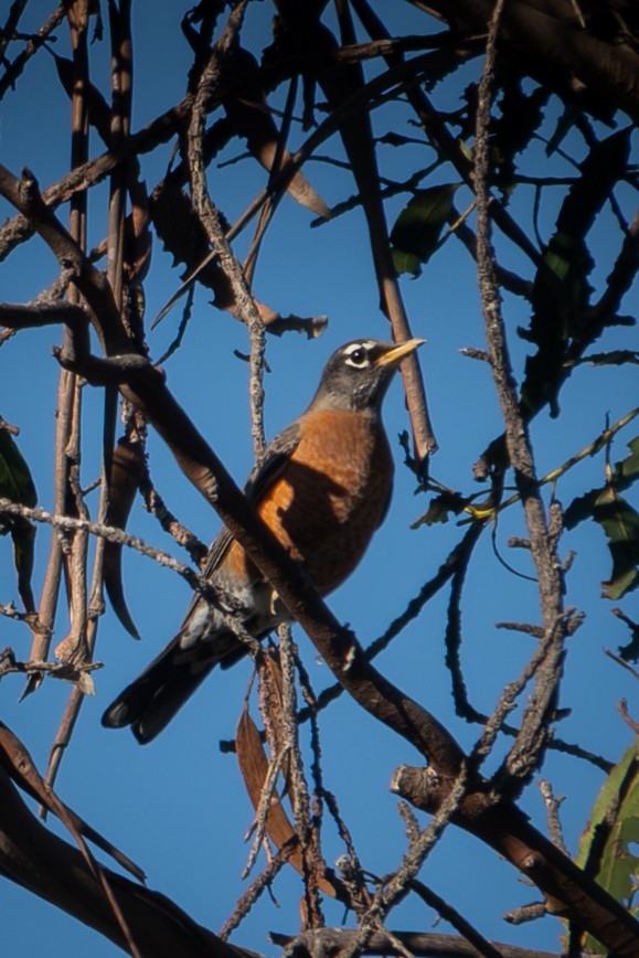 Göçmen Ardıç - ML644526435