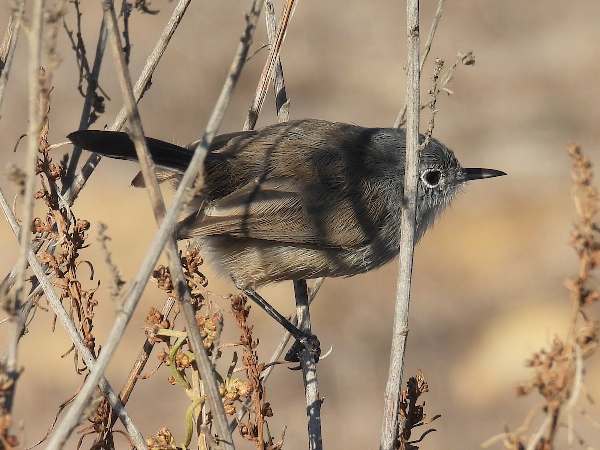 Kaliforniya Bitkuşu - ML644526436