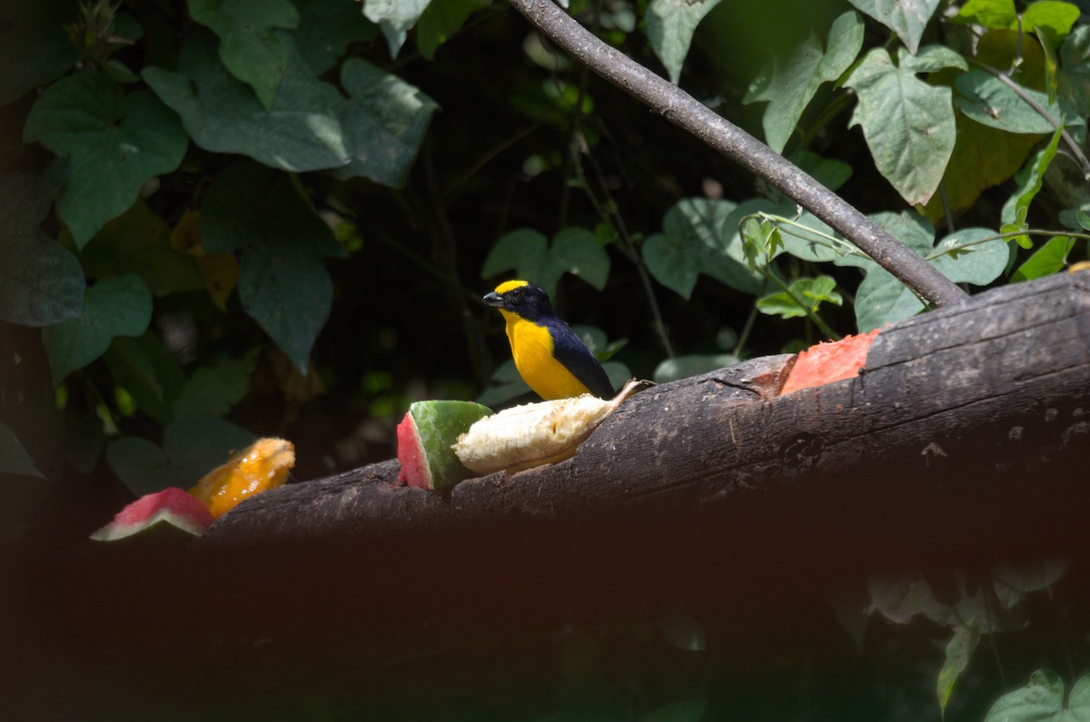 Kalın Gagalı Öfonya - ML644526437