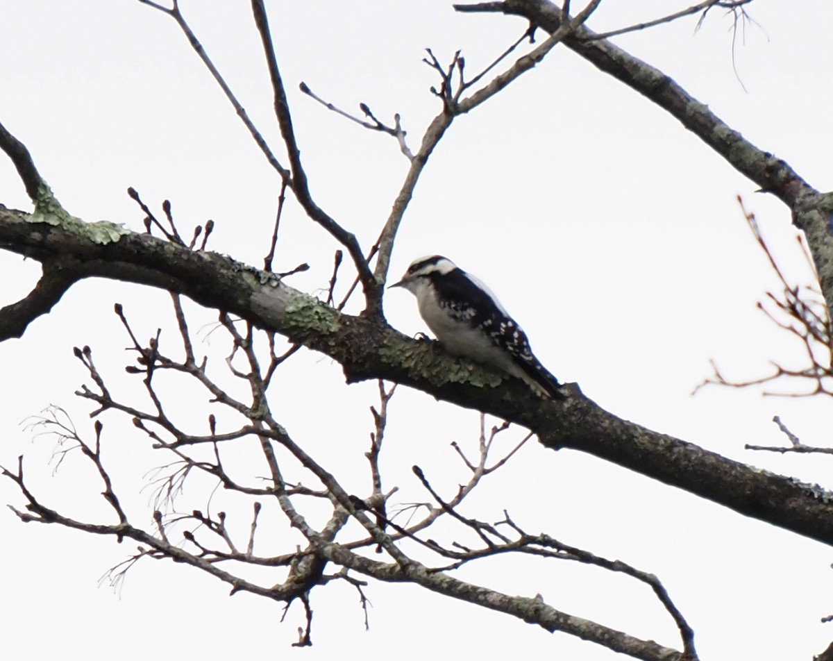 Yumuşak Tüylü Ağaçkakan - ML644526441