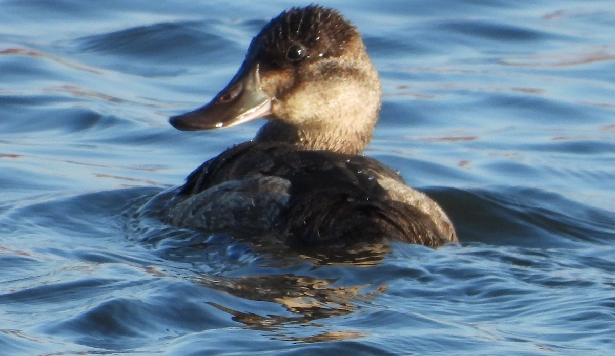 Amerika Dikkuyruğu - ML644526442