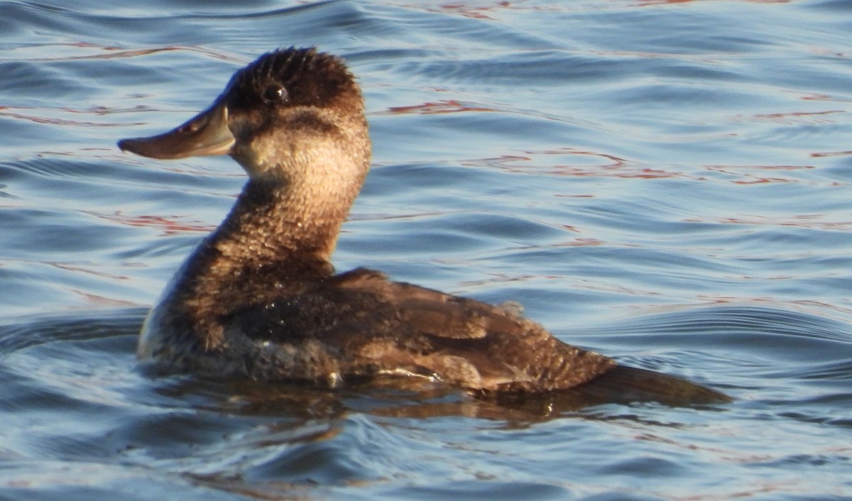 Amerika Dikkuyruğu - ML644526443