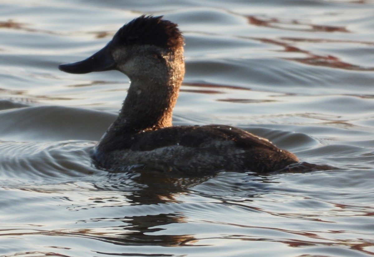 Amerika Dikkuyruğu - ML644526444