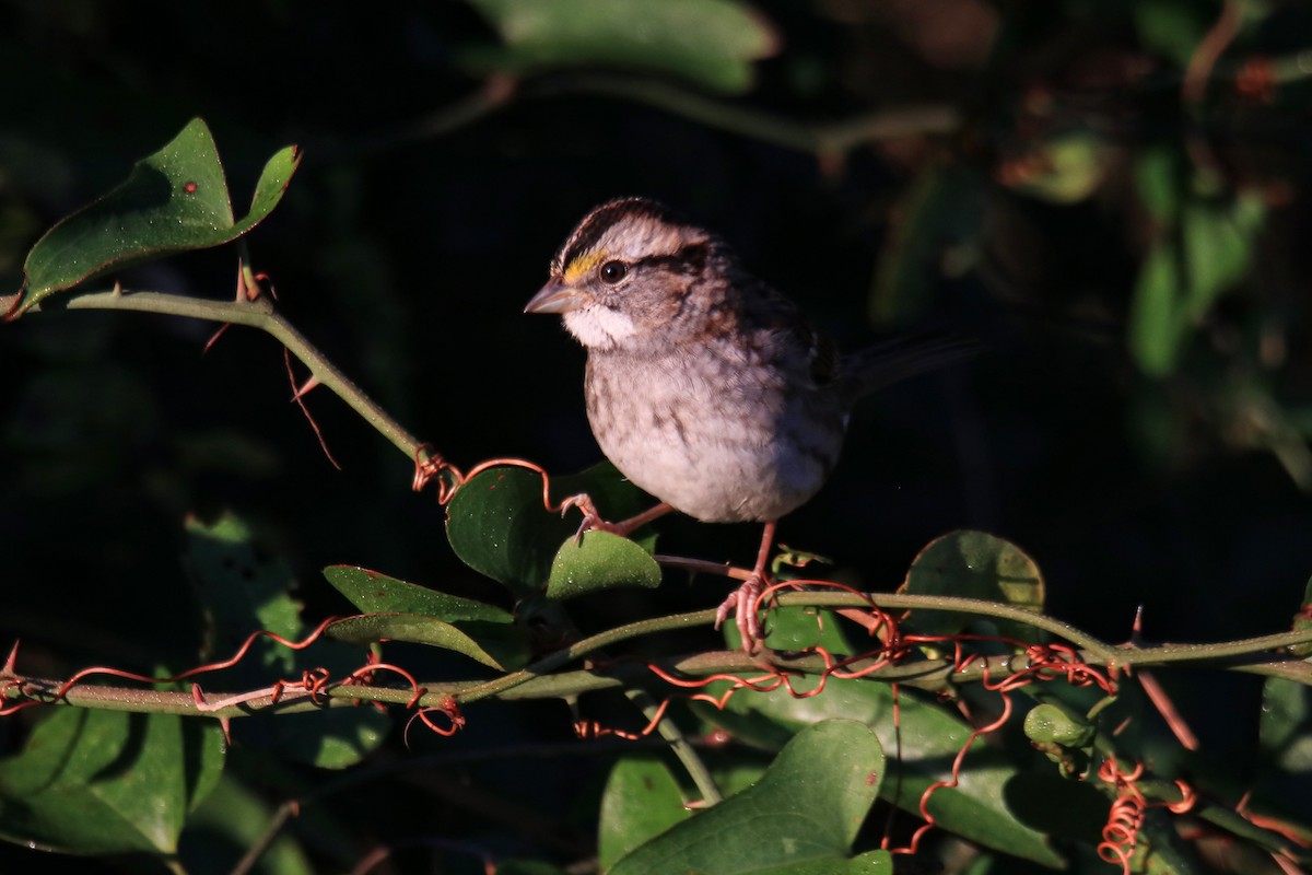 White-throated Sparrow - ML644526445