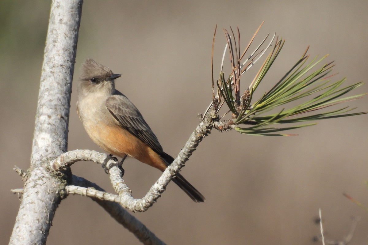 Say Fibisi - ML644526447