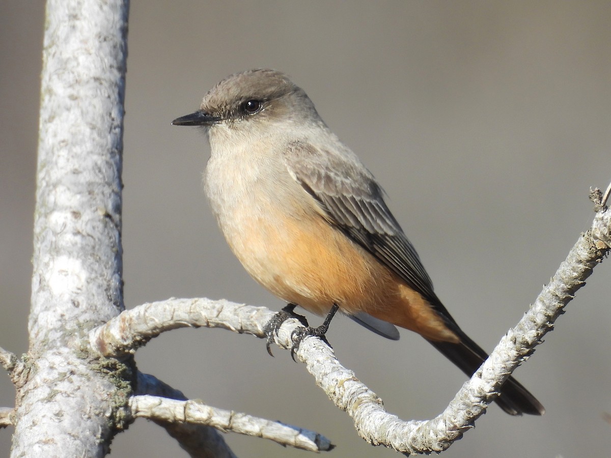 Say Fibisi - ML644526448