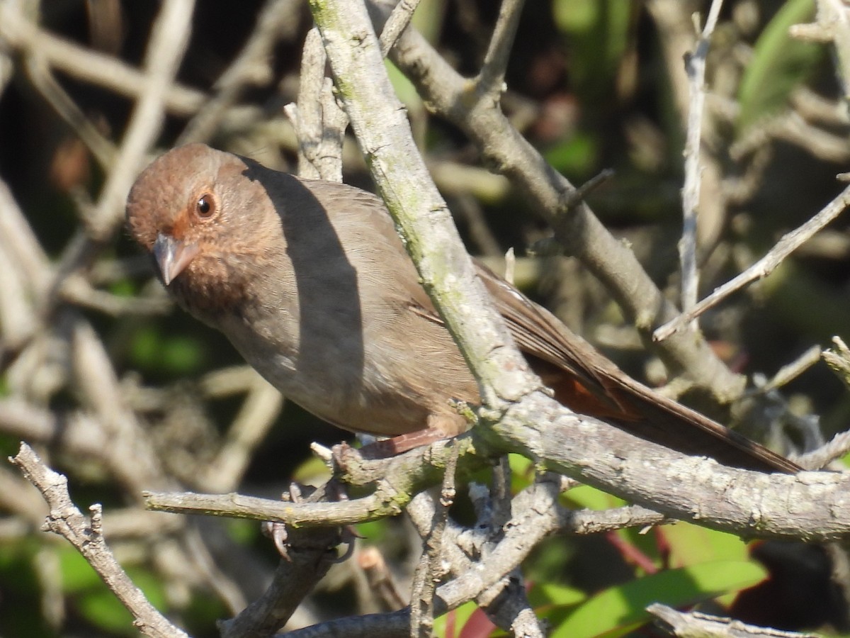 Kaliforniya Tovisi - ML644526449